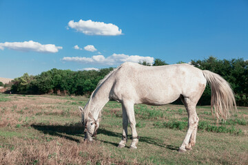 Obraz premium White mare horse . Grazing domestic animal