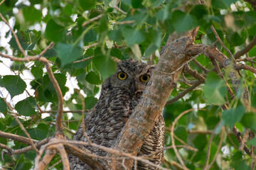 Great Horned Owl, Wyoming USA