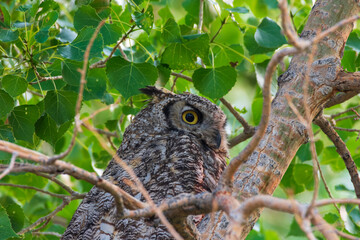 Great Horned Owl, Wyoming USA