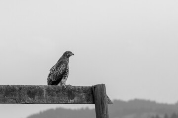 Red Tailed Hawk Perched on Post