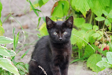young black kitten poses for a photo in the garden against the background of a raspberry bush