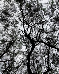 silhouette of a tree
