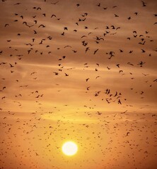 birds on the beach