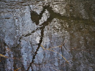 Zweig spiegelt sich im Wasser