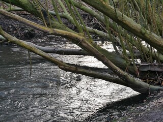 Baum mit Zweigen über Fluss