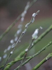 Ast mit flauschiger Blüte