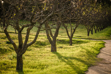 Beautiful path through the woods with young trees.