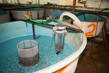 One-day fry of sturgeon in plastic tank with flowing water on fish farm