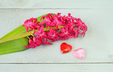 Hot pink hyacinth and two glass hearts, composition with decorations, greeting card for Valentine's Day, wedding, etc., selective focus, horizontal orientation hyacinth, hearts, crystal, Valentine
