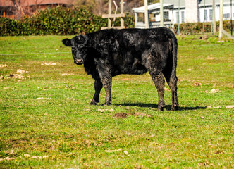 cow in the field
