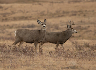 Naklejka na ściany i meble Montana mule deer during the rut