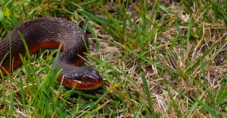 Curious red bellied water snake