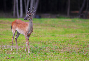 Whitetail buck near Raeford North Carolina