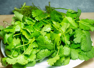 A bunch of coriander on a white plate. Useful product. Greens on the kitchen table. Vegetarian lunch ingredient.