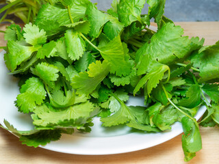 A bunch of coriander on a white plate. Useful product. Greens on the kitchen table . Lots of cilantro stalks
