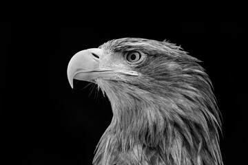 White-tailed eagle, portrait of a bird.