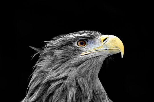 White-tailed eagle, portrait of a bird
