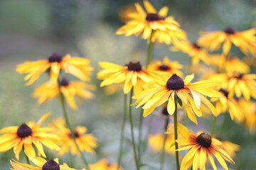 Beautiful yellow flowers of rudbeckia in the flowerbed. Black-eyed Susan in the garden. Floral background. Garden summer flowers. Yellow flowers field. Large flowers  - obrazy, fototapety, plakaty