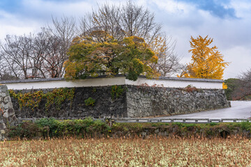 tokyo, japan - december 06 2021: Dried lotus or sedges stems in the Ohori moat of the Fukuoka castle known as Maizuru or Seki Castle in front of fortification wall and yellowy trees with autumn colors