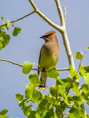 Cedar waxwing
