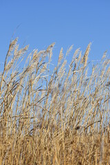 Obraz premium Fields