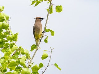 Cedar waxwing
