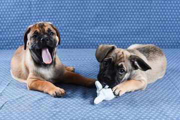 Obraz premium Two little puppies lie next to soft toy and look at the camera. Isolated on denim background. Pet care concept. Studio.