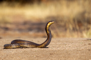 Snouted Cobra in South Africa