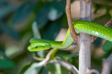 Obraz premium East African Green Mamba