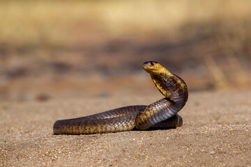 Snouted Cobra in South Africa