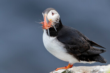 Atlantic Puffins on Grimsey Island Iceland