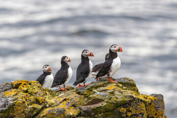 Atlantic Puffins on Grimsey Island Iceland