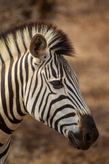 Fototapeta na wymiar Closeup of a common Zebra