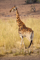 Giraffe covered with many Oxpeckers