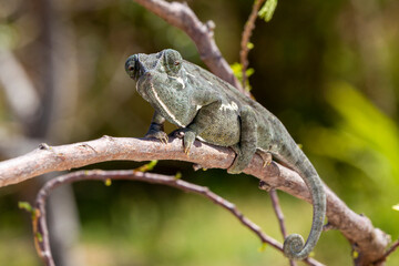 Vences's chameleon in South Africa