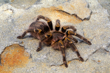 Baboon Spider in South Africa