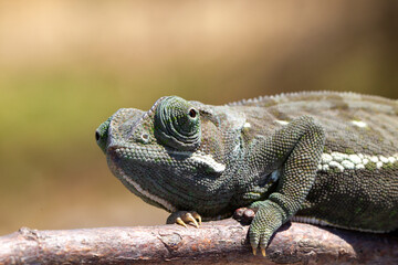 Vences's chameleon in South Africa