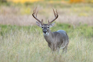 Naklejka na ściany i meble White tailed deer buck on Texas farmland