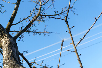 Spray pesticides, pesticide on fruit orchard. Defocus spraying tree with manual pesticide sprayer against insects in spring garden. Agriculture and gardening. Out of focus