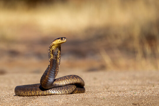 Snouted Cobra in South Africa