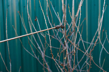 Fumigating pesti, pest control. Defocus  spraying currant bush with manual pesticide sprayer against insects in spring garden. Agriculture and gardening. Chemical spraying. Closeup tool. Out of focus