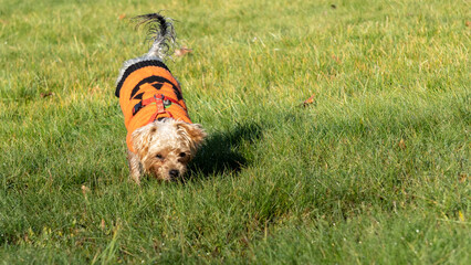 Young Yorkshire Terrier dog in winter, covered in a woolen sweater, sniffing and exploring the meadow