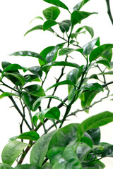 Tangerine tree at home. Tangerine branches. House plants