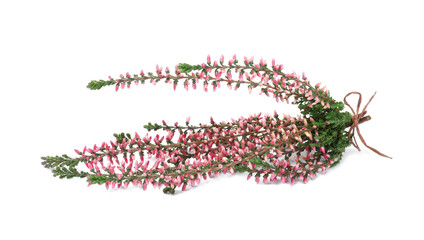 Bunch of heather branches with beautiful flowers isolated on white
