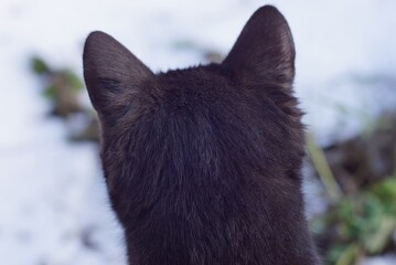 the back of the head of a black cat on the street against a background of white snow