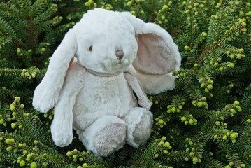 one gray white hare toy sitting on a green coniferous bush in nature