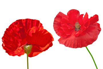 Two beautiful bright red poppies close-up on a white isolated background
