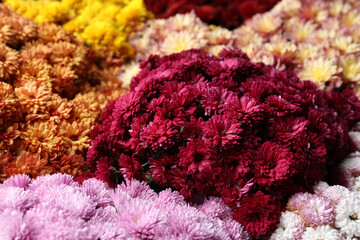 Beautiful different color Chrysanthemum flowers as background