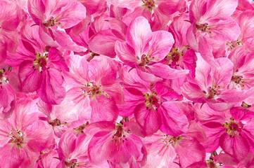 Floral spring colorful bright background of bright beautiful cherry flowers close-up