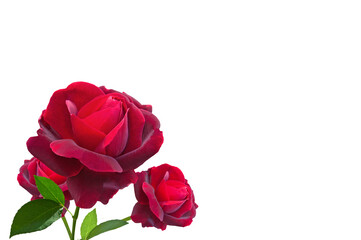 Three bright colorful red roses with green leaves close-up on a white isolated background